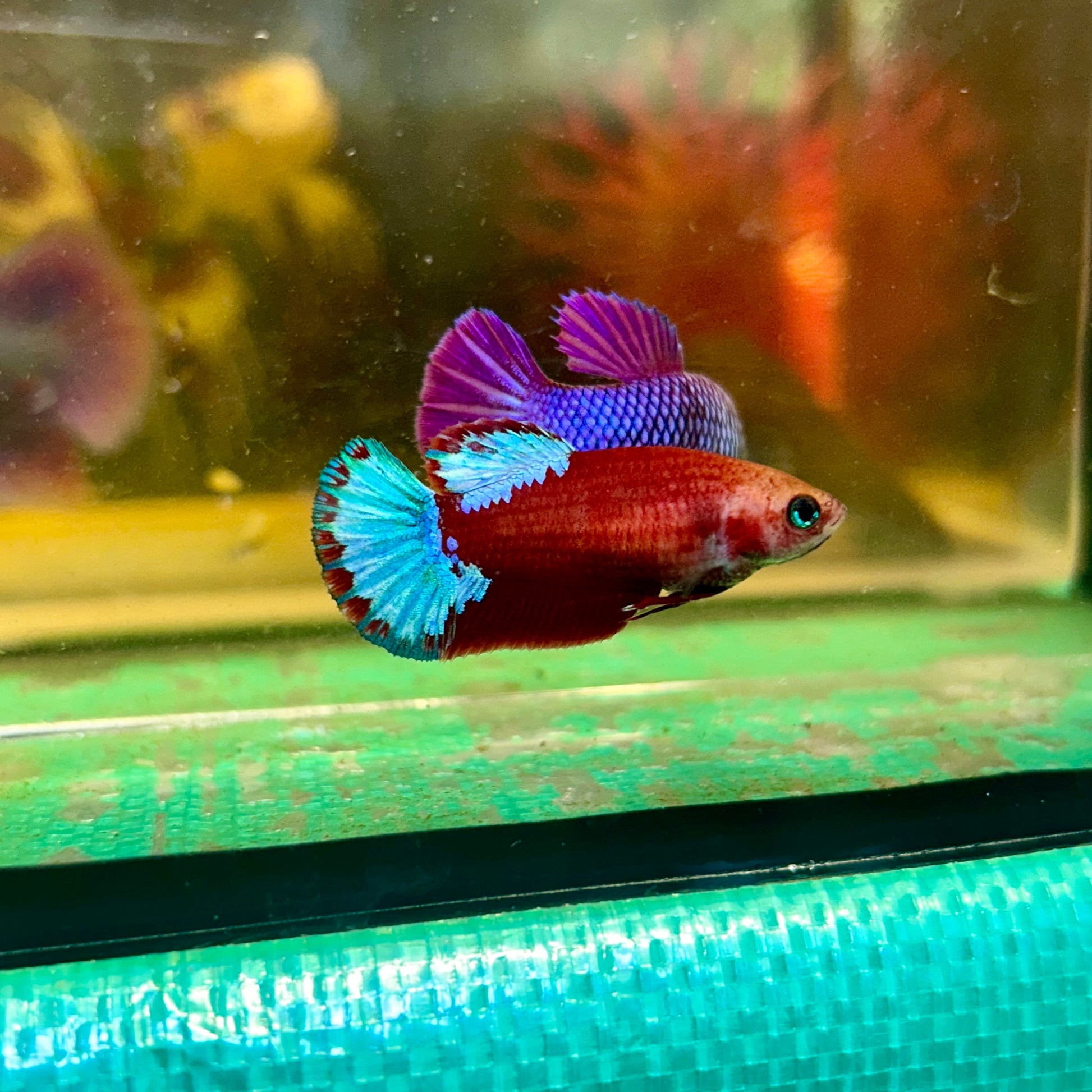 Red Fancy Hellboy Plakat - Female Betta 117