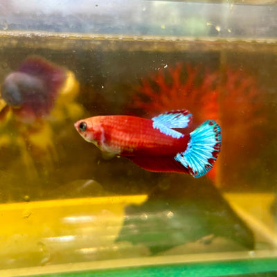 Red Fancy Hellboy Plakat - Female Betta 117