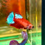 Red Fancy Hellboy Plakat - Female Betta 117