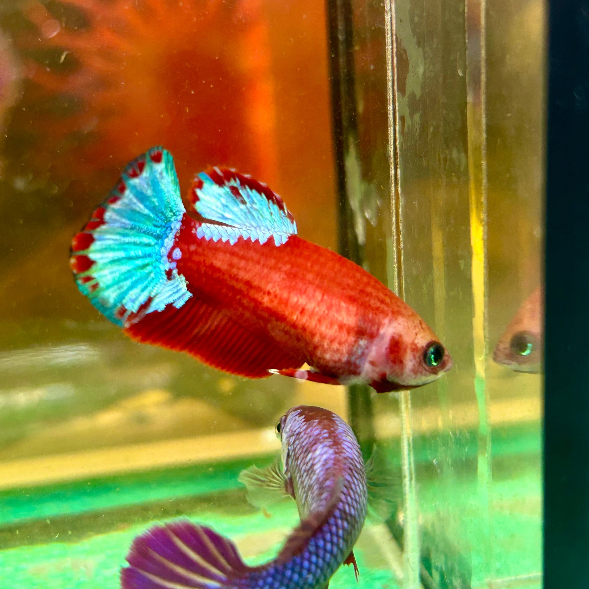 Red Fancy Hellboy Plakat - Female Betta 117