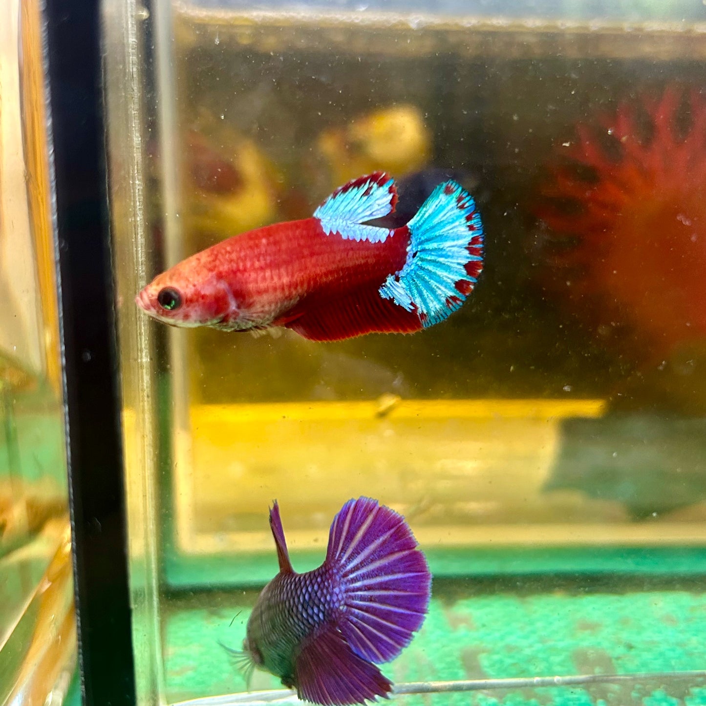 Red Fancy Hellboy Plakat - Female Betta 117