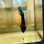 Red Fancy Hellboy Plakat - Female Betta 62