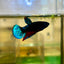 Red Fancy Hellboy Plakat - Female Betta 62