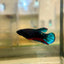 Red Fancy Hellboy Plakat - Female Betta 62