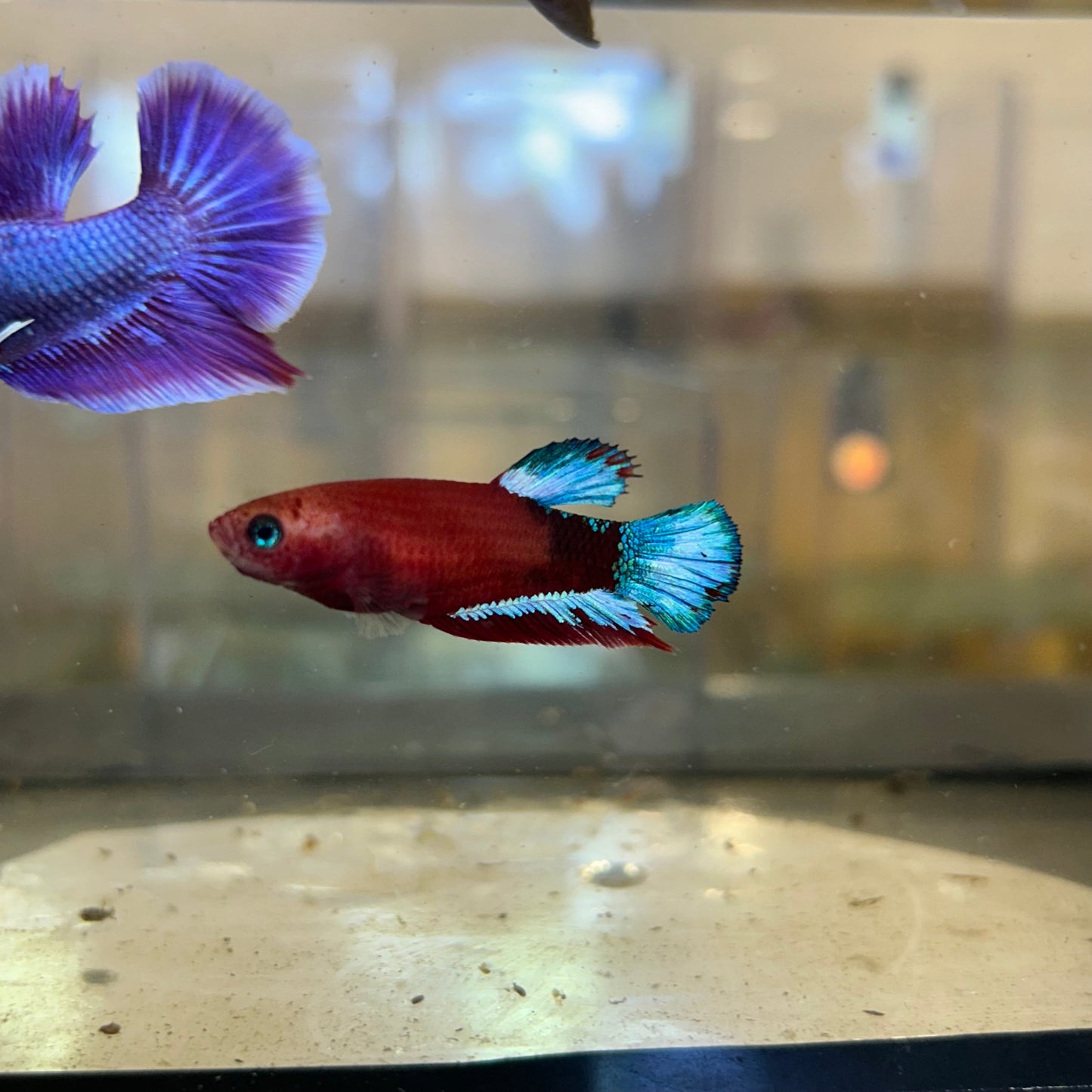 Red Fancy Hellboy Plakat - Female Betta 70