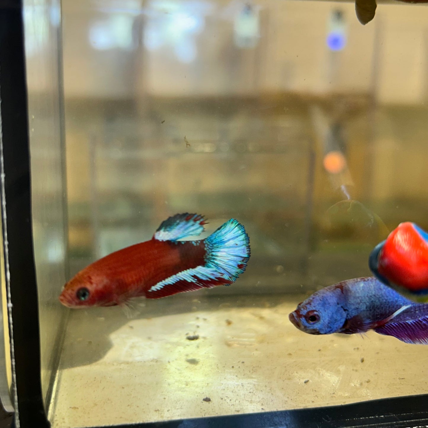 Red Fancy Hellboy Plakat - Female Betta 70