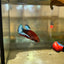 Red Fancy Hellboy Plakat - Female Betta 70