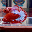 Red Fancy Hellboy Startail A98 Plakat - Male Betta