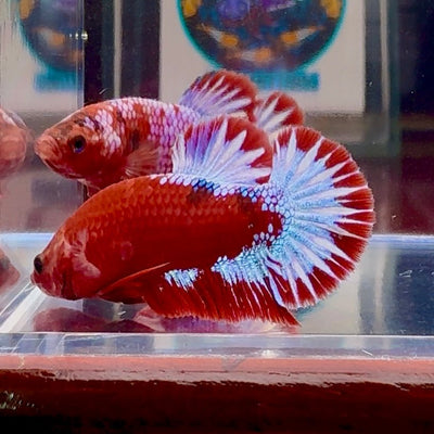 Red Fancy Hellboy Startail A98 Plakat - Male Betta