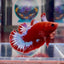 Red Fancy Hellboy Startail A98 Plakat - Male Betta