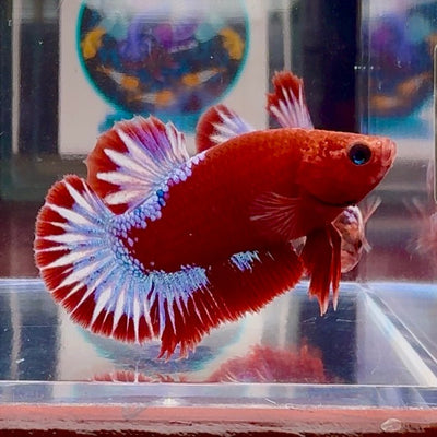 Red Fancy Hellboy Startail A98 Plakat - Male Betta
