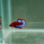 Red Fancy Hellboy Startail S54 Plakat - Male Betta