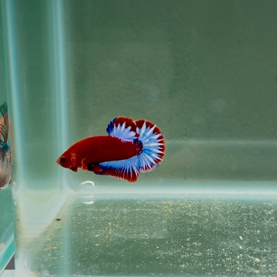 Red Fancy Hellboy Startail S54 Plakat - Male Betta