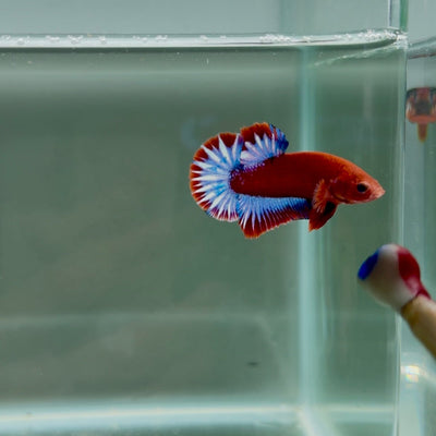 Red Fancy Hellboy Startail S54 Plakat - Male Betta