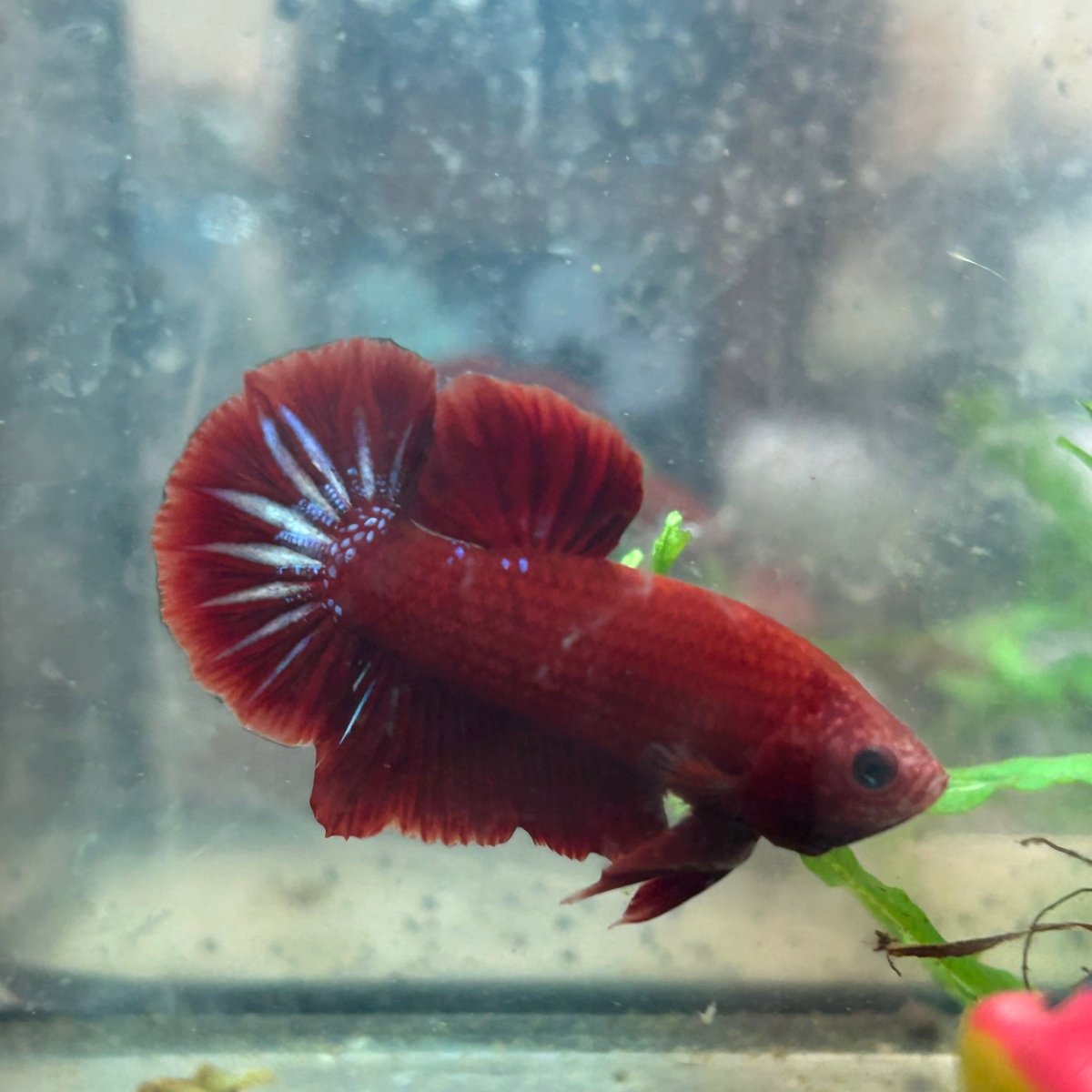 Red Fancy Star A133 Plakat - Male Betta