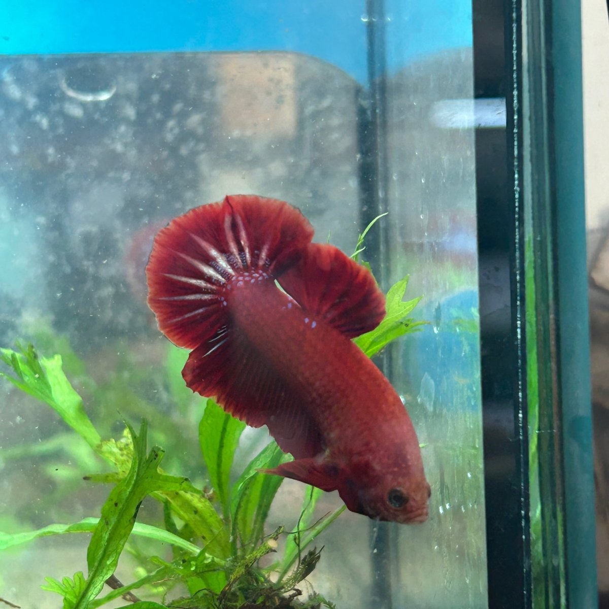 Red Fancy Star A133 Plakat - Male Betta