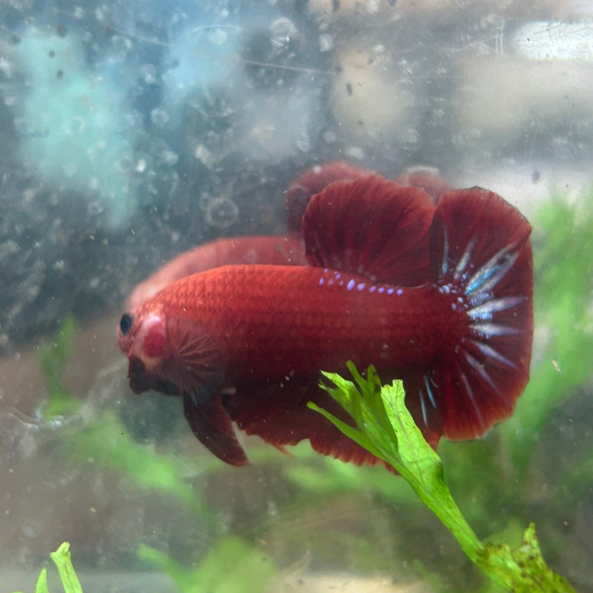 Red Fancy Star A133 Plakat - Male Betta