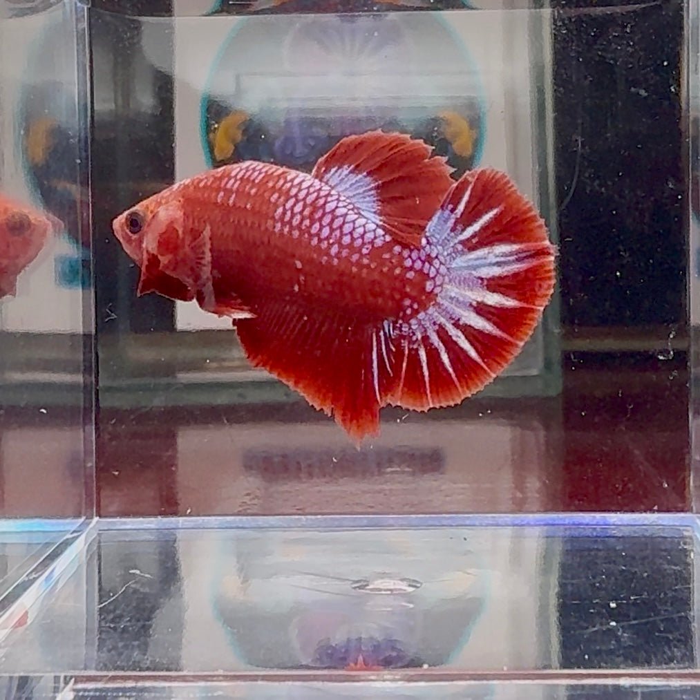 Red Fancy Star A133 Plakat - Male Betta