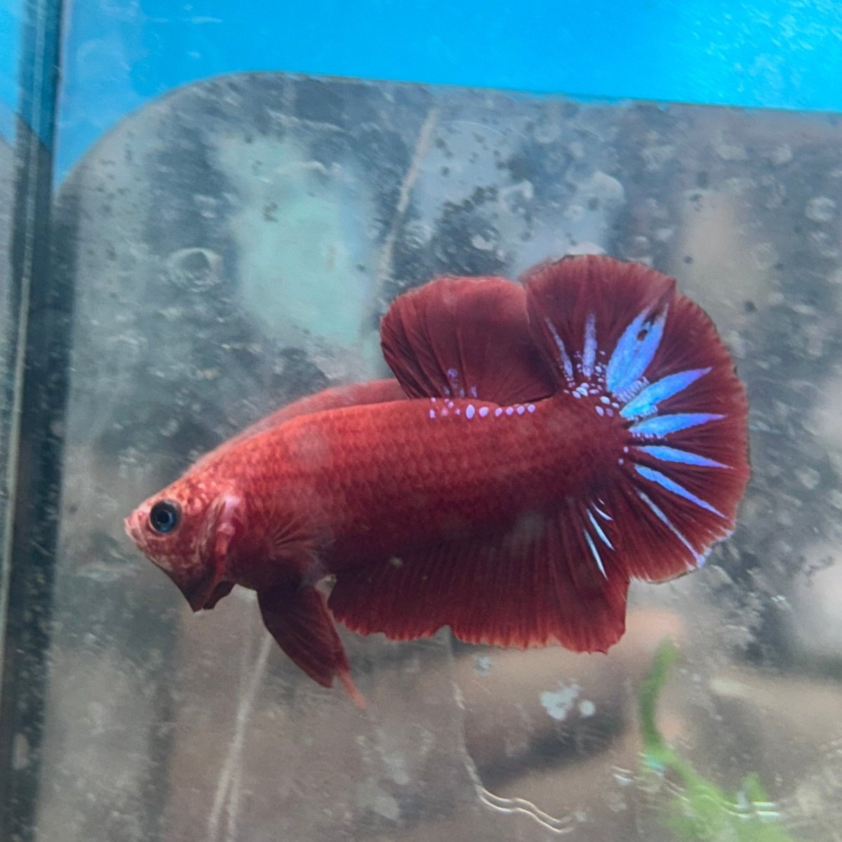 Red Fancy Star A133 Plakat - Male Betta