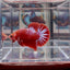Red Fancy Star A133 Plakat - Male Betta