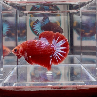 Red Fancy Star A133 Plakat - Male Betta