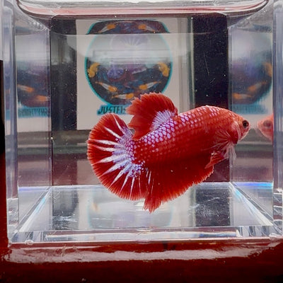 Red Fancy Star A133 Plakat - Male Betta