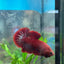 Red Fancy Star A133 Plakat - Male Betta