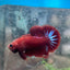 Red Fancy Star A133 Plakat - Male Betta