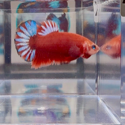 Red Fancy Star A143 Plakat - Male Betta
