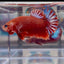 Red Fancy Star A143 Plakat - Male Betta