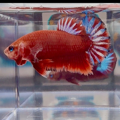 Red Fancy Star A143 Plakat - Male Betta