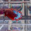 Red Fancy Star A99 Plakat - Male Betta