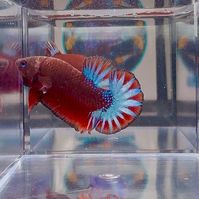 Red Fancy Star A99 Plakat - Male Betta