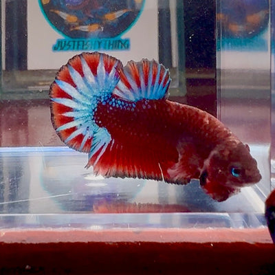 Red Fancy Star A99 Plakat - Male Betta