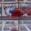Red Fancy Star A99 Plakat - Male Betta
