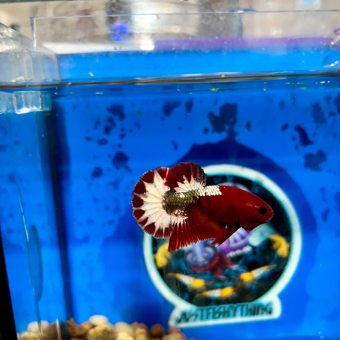 Red Fancy Star Plakat - Male Betta 100