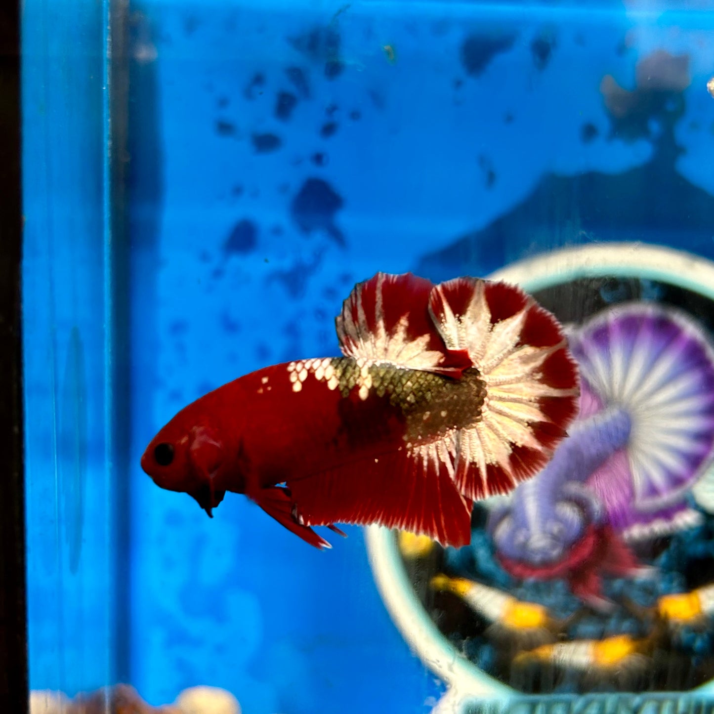 Red Fancy Star Plakat - Male Betta 100