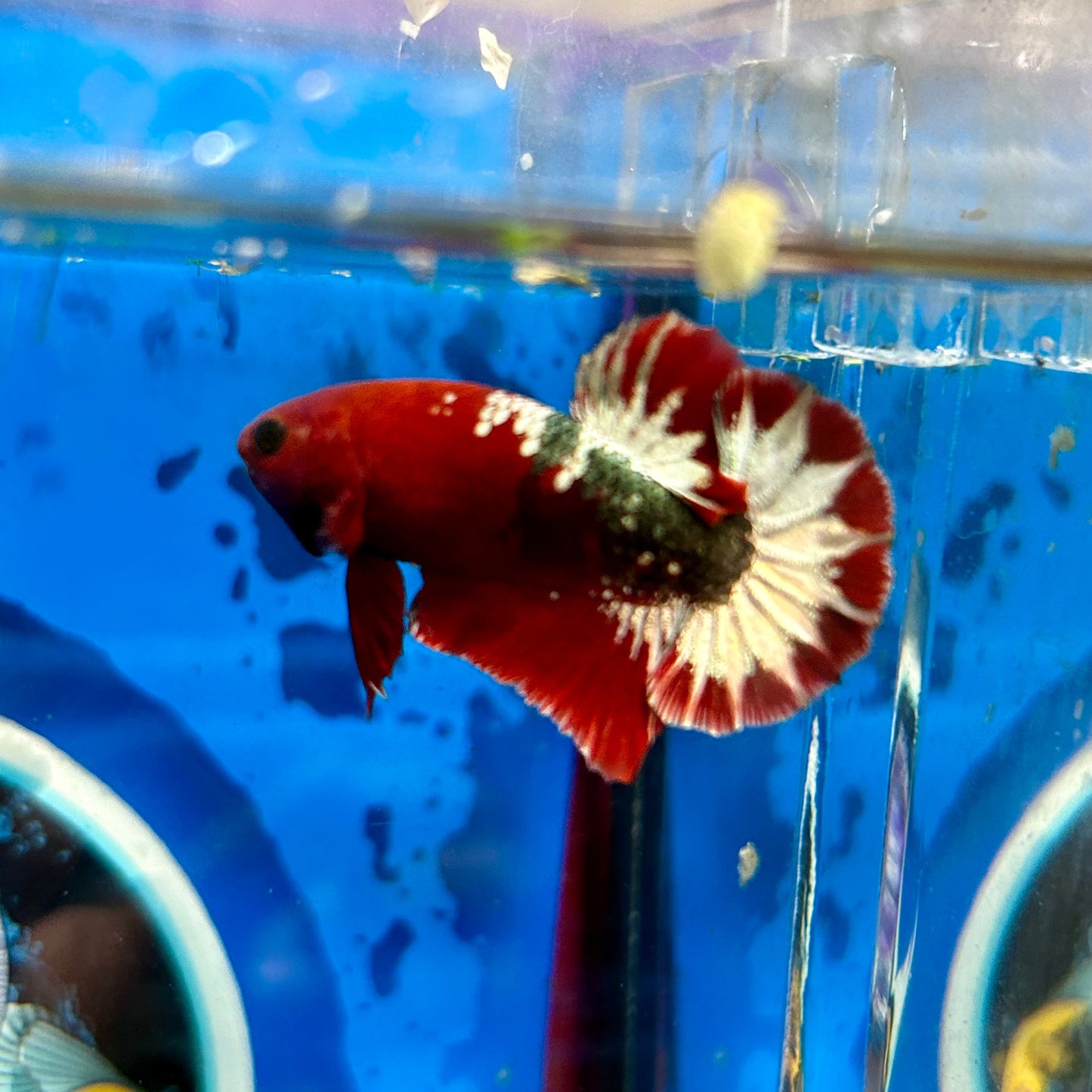 Red Fancy Star Plakat - Male Betta 100