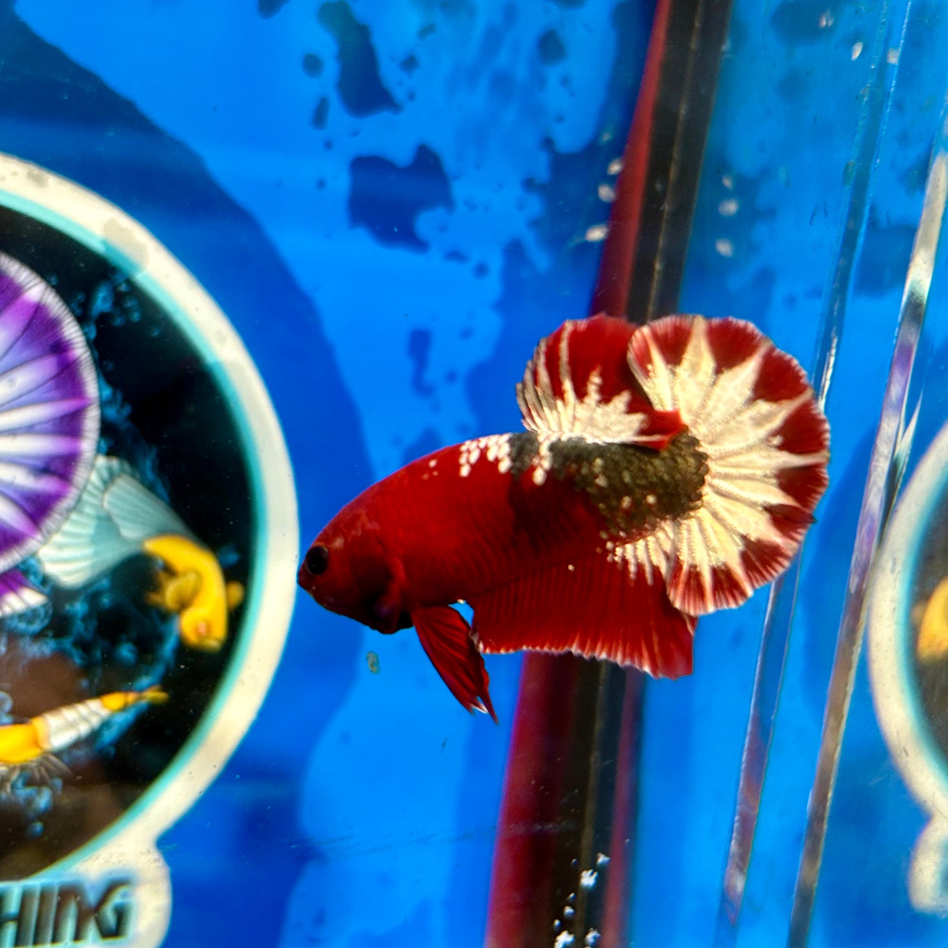 Red Fancy Star Plakat - Male Betta 100