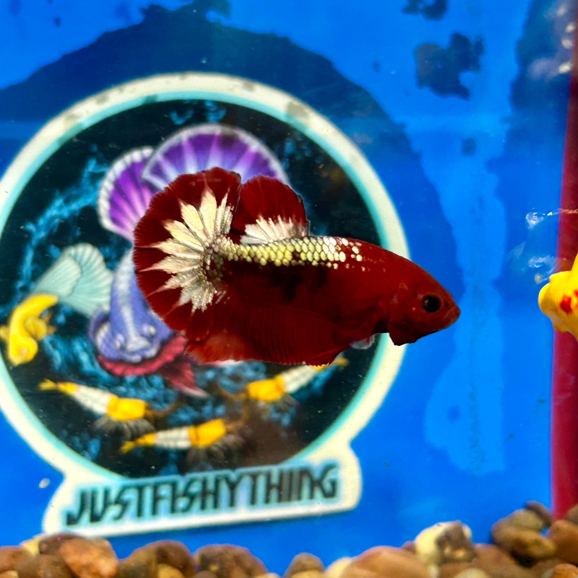 Red Fancy Star Plakat - Male Betta 150