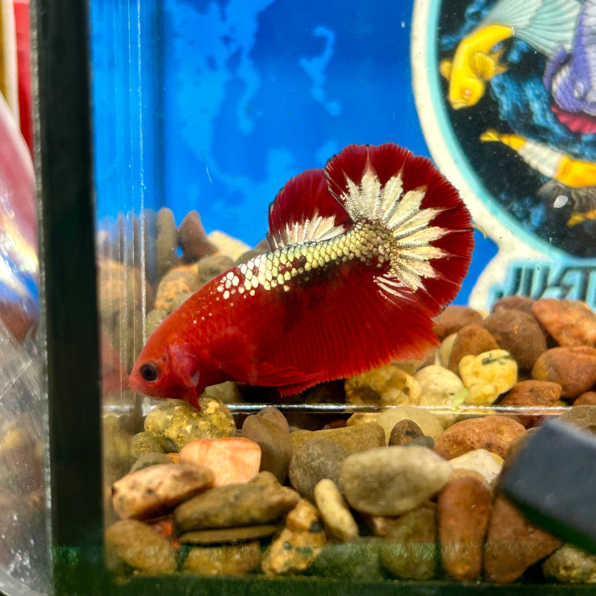 Red Fancy Star Plakat - Male Betta 150