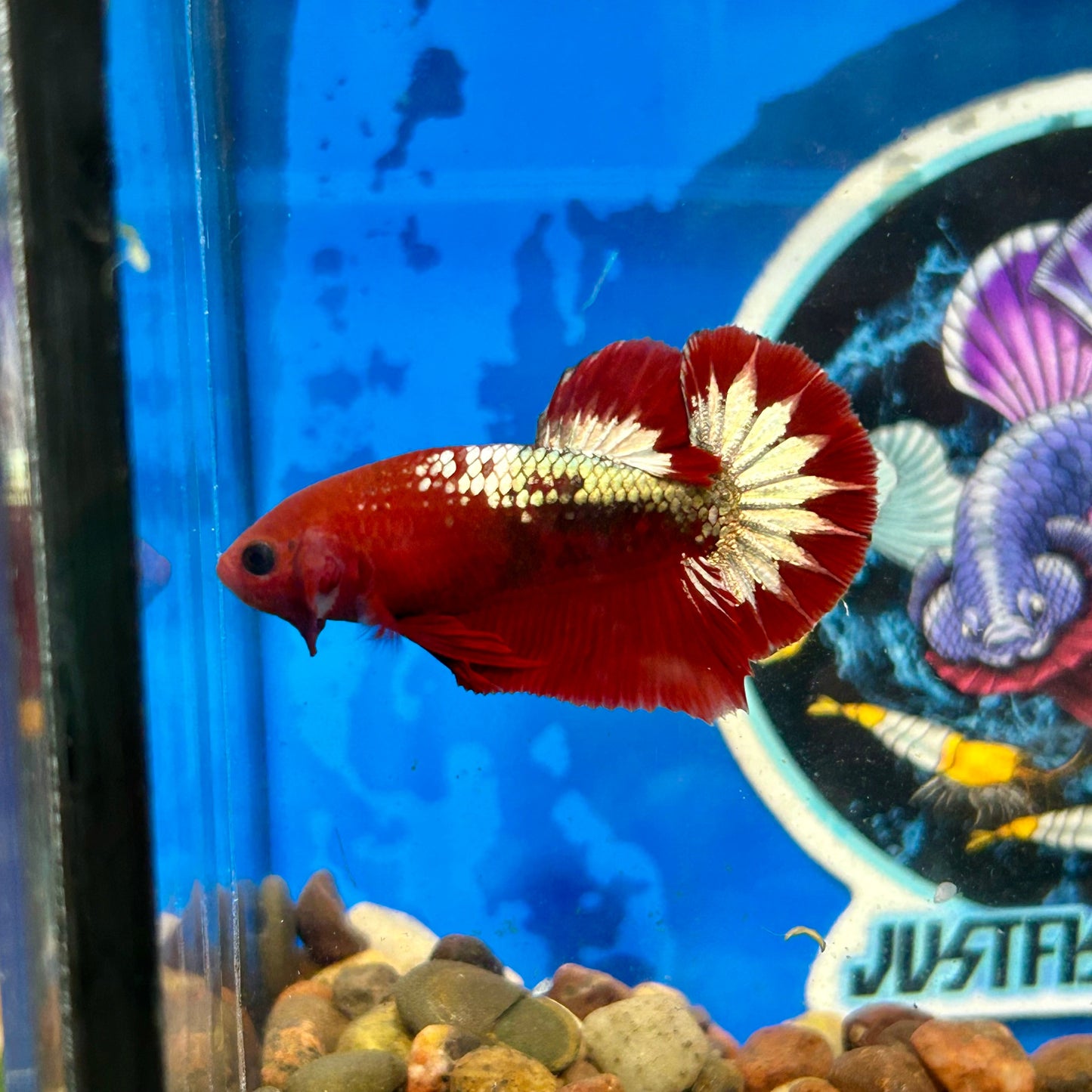 Red Fancy Star Plakat - Male Betta 150