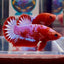 Red Fancy Startail A130 Plakat - Male Betta