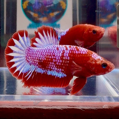 Red Fancy Startail A130 Plakat - Male Betta