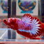 Red Fancy Startail A130 Plakat - Male Betta