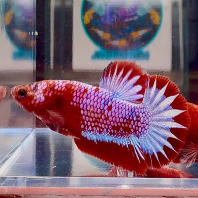 Red Fancy Startail A130 Plakat - Male Betta