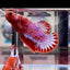 Red Fancy Startail A130 Plakat - Male Betta