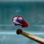 Red Fancy Startail S97 Plakat - Male Betta