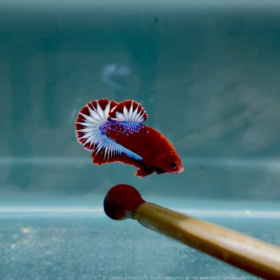 Red Fancy Startail S97 Plakat - Male Betta