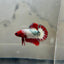 Red FCCP WS - Male Betta A12
